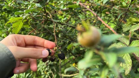 wild-fruit-harvest-season-organic-fresh-delicious-juicy-tasty-jam-nature-made-natural-mineral-vitamin-black-berry-wild-forest-berries-saudi-arabia-green-mountain-landscape-Iran-rural-local-people-life