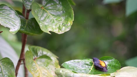 Wild-animal-behavior-in-the-forest,-Orange-bellied-flowerpecker-or-Cabai-Bunga-Api-bird-bathing-on-the-leaf