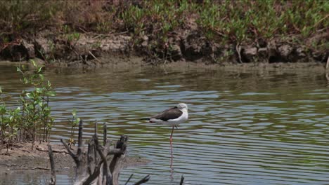 Standing-on-one-leg-resting-during-the-day-keeping-its-head-in-its-wing,-Black-winged-Stilt-Himantopus-himantopus,-Thailand