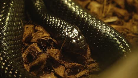 Close-up-of-a-black-timber-rattlesnake-in-zoo-habitat,-resting-reptile