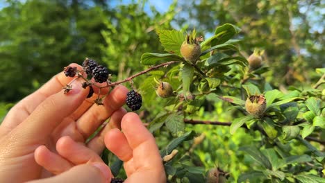 Wild-fruit-berry-medlar-in-forest-natural-food-organic-pick-by-woman-hand-finger-touch-nature-hiking-summer-scenic-landscape-rural-village-in-Iran-bushes-tree-green-background-black-berries-ripe-tasty