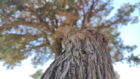 Kamerafahrt-Entlang-Eines-Baumes-Auf-Der-Insel-Rhodos