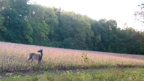 White-tail-deer---One-doe-and-her-fawn-walk-out-of-soybean-field-and-look-for-predators-in-upper-Midwest-in-early-autumn