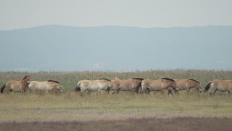Pan-shot-of-a-group-of-wild-Przewalski-horses-crossing-the-plains