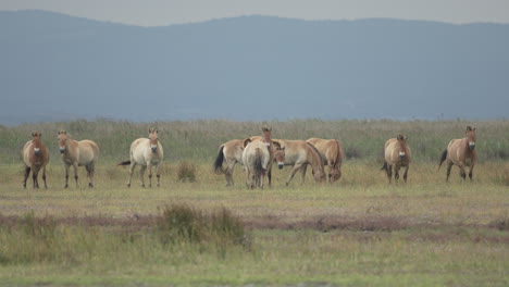 Group-of-Przewalski-Horses-looking-at-camera