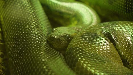 Beautiful-green-Python-curled-up-resting,-close-up-detailed-shot