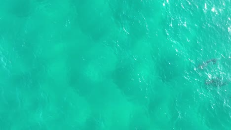 Eine-Gruppe-Delfine-Schwimmt-In-Großer-Zahl-Durch-Das-Blaue-Wasser-Der-Nördlichen-Stradbroke-Insel