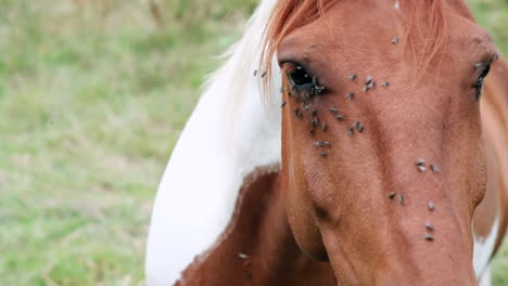 Close-up-of-pinto-brown-and-white-horse-with-flies-on-face-in-pasture