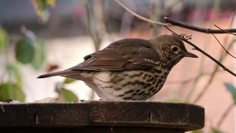 Thrush-sits-on-a-feeding-board-in-a-garden,-close-up