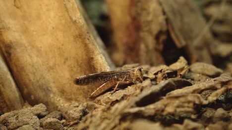 Close-up-cricket-crawling-through-rough-wooden-terrain