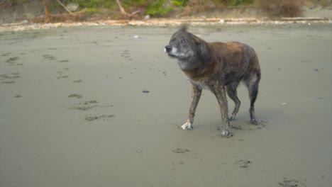 Dark-colored-mix-breed-of-dog-shaking-itself-dry-on-beach,-filmed-in-slow-motion-full-body-shot