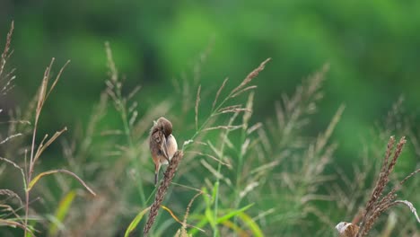 Preening-its-front-feathers-while-perched-on-the-grass-then-flies-away,-Amur-Stonechat-or-Stejneger's-Stonechat-Saxicola-stejnegeri,-Thailand