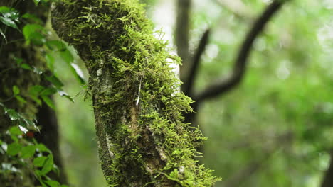 Majestuoso-árbol-Adornado-Con-Un-Exuberante-Tronco-Cubierto-De-Musgo,-Una-Vista-Cautivadora-Dentro-De-La-Vibrante-Biodiversidad-Del-Bosque-Atlántico
