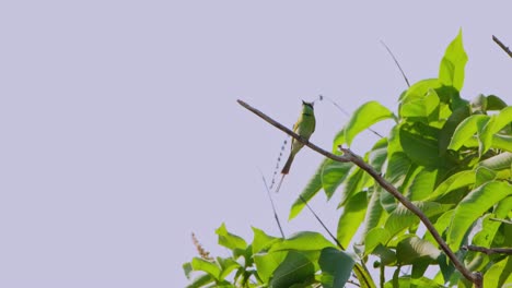 Looking-up-and-around-then-flies-away-to-capture-and-insect-to-eat,-Little-Green-Bee-eater-Merops-orientalis,-Thailand