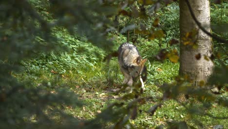 Wolf-is-eating-in-the-Woods-of-Switzerland