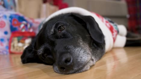 A-close-up-view-of-a-sleepy-black-senior-labrador-dog-wearing-a-Christmas-themed-sweater-as-it-lies-on-the-ground-next-to-a-decorated-Christmas-gifts