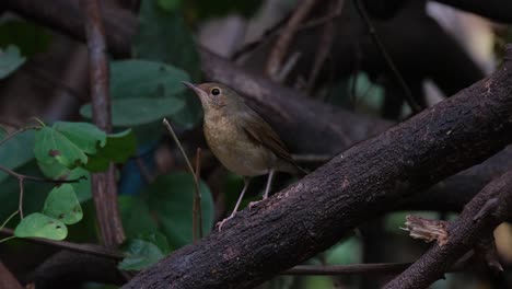 Seen-just-standing-on-a-branch-while-it-is-windy-in-the-forest,-Siberian-Blue-Robin-Larvivora-cyane-Female,-Thailand