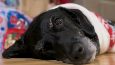 Eine-Nahaufnahme-Eines-Schwarzen-älteren-Labrador-Hundes,-Der-Einen-Weihnachtlichen-Pullover-Trägt-Und-Neben-Dekorierten-Weihnachtsgeschenken-Auf-Dem-Boden-Liegt