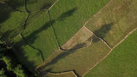 Drone-landing-in-nature-sunset-time-in-the-forest-scenic-wonderful-astonishing-awesome-shadow-shot-rice-paddy-farm-field-in-harvest-season-traditional-agriculture-cultivation-in-Iran-rural-countryside
