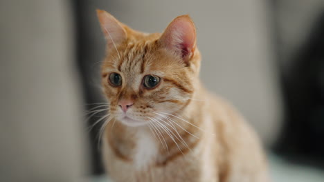 Portrait-of-an-attentive-orange-tabby-cat