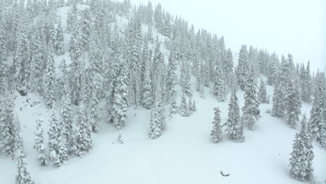 Filmische-Luftaufnahmen-Colorado-Winter-Frühling-Tiefer-Pulverschnee-Schneit-Bedeckte-Bäume-Loveland-Skigebiet-Eisenhower-Tunnel-Coon-Hill-Backcountry-I70-Schwere-Kontinentale-Wasserscheide-Rocky-Mountains-Nach-Vorne