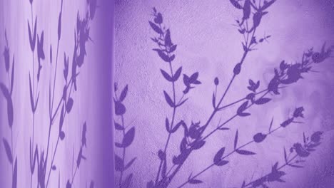 Wandecke-Mit-Violettem-Hintergrund-Und-Schatten-Der-Pflanzenbaumnatur,-Die-Sich-Durch-Eine-Sanfte-Brise-Bewegt,-Die-Animation-Darstellt-Und-Produkte-Im-E-Commerce-Onlineshop-Mit-Rabatt-Verkauft
