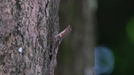Körper-Ausgestreckt,-Während-Er-Auf-Eine-Beute-Wartet,-Während-Sich-Der-Baum-Im-Hintergrund-Mit-Dem-Wind-Bewegt,-Gefleckter-Fliegender-Drache-Draco-Maculatus,-Thailand