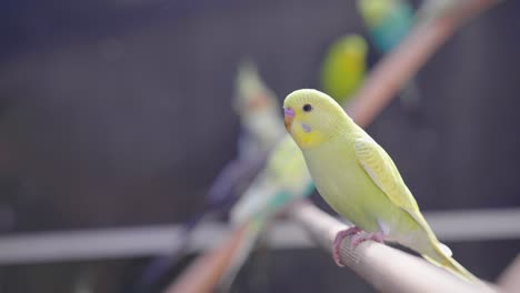 Cámara-Lenta-De-Un-Periquito-Amarillo-En-Una-Jaula-De-Pájaros-Con-Otras-Aves