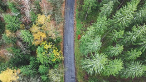 Aerial-ascend-above-narrow-road-among-colorful-fall-and-evergreen-forest