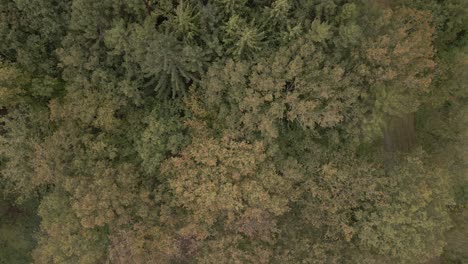 Aerial-top-down-shot-flying-above-the-woodland