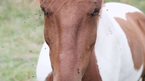 Close-up-of-a-pinto-horse's-face-bothered-by-flies-in-a-summer-field