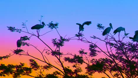 Asian-Openbill-Stork-perched-on-tree-branches-during-colorful-sunset