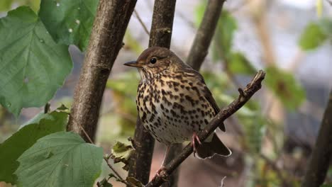 Beautiful-thrush-white-belly-with-brown-spots-sitting-on-a-branch-and-flying-away