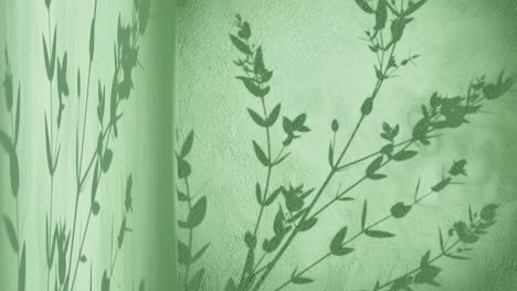 wall-corner-with-green-background-and-shade-of-plant-tree-nature-moving-by-gentle-breeze-rendering-animation-display-products-e-commerce-online-shop-sale-discount