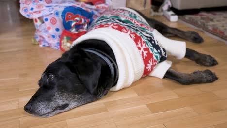A-black-senior-labrador-dog-wearing-a-Christmas-themed-sweater-as-it-lies-on-the-ground-next-to-Christmas-gifts