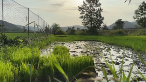 Reislandwirtschaftsbauer,-Der-An-Land-Arbeitet-Reisfeld-Voller-Wasser-Friedliche-Malerische-Unschärfe-Landschaft-Natur-Wald-Natürliche-Plantage-Grüner-Hintergrund-Zaunreihe-Und-Grüner-Sprießknospenreis-Im-Iran