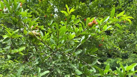 Wild-fruit-in-spring-in-forest-nature-the-pomegranate-fruit-tree-green-leaves-red-fruit-but-raw-will-ripe-in-autumn-season-in-Iran-natural-hiking-landscape-delicious-juicy-tart-taste-fruit-in-woods