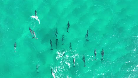 Manada-De-Delfines-Nadando-En-Grandes-Cantidades-A-Través-De-Las-Aguas-Azules-De-La-Isla-North-Stradbroke
