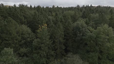 Aerial-shot-flying-up-and-to-the-left-of-autumnal-woods
