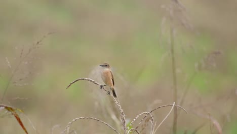 Camera-zooms-out-while-on-a-grass-as-the-wind-blows-hard,-Amur-Stonechat-or-Stejneger's-Stonechat-Saxicola-stejnegeri,-Thailand