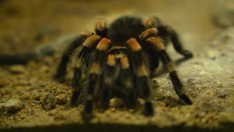 Close-up-of-black-hairy-tarantula-with-brown-stripes