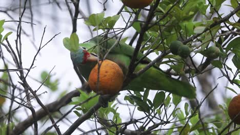Red-lored-parrot-perching-on-a-mandarin-lime-tree-and-eating-its-fruits