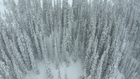 Filmische-Luftaufnahmen-Colorado-Winter-Frühling-Tiefer-Pulverschnee-Schneit-Bedeckte-Bäume-Loveland-Skigebiet-Eisenhower-Tunnel-Coon-Hill-Backcountry-I70-Schwere-Kontinentale-Wasserscheide-Rocky-Mountains-Langsam-Absteigend