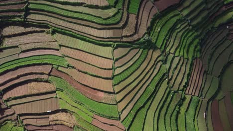 Overhead-aerial-view-of-terrace-farming-fields-in-rural-India,-Poombarai-Village,-Kodaikanal,-Tamil-Nadu
