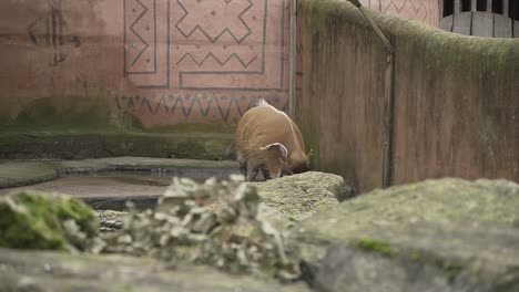 Domesticated-wart-hog,-brown-hairy-boar-walking-around-zoo-habitat