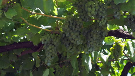 Ripe-Grape-Clusters-Hanging-on-Vine-in-Sunlit-Vineyard