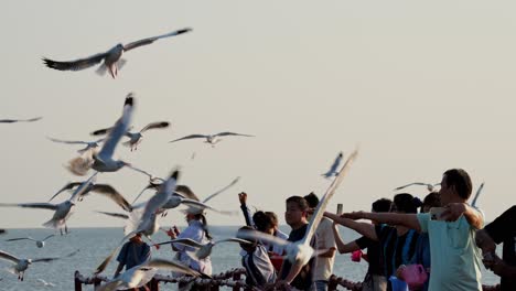 People-taking-photographs-and-selfies-as-the-seagulls-fly-in-flocks-to-feed,-Seagulls-feeding,-Thailand