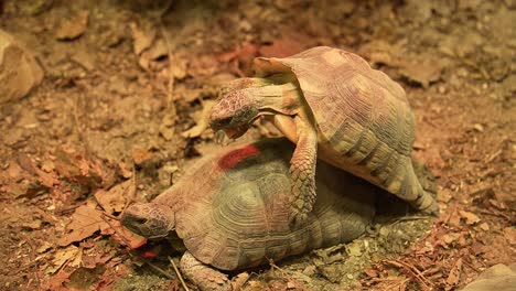 Two-testudo-tortoises-mating-in-reptile-zoo