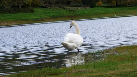 Hermoso-Cisne-Blanco-Nadando-Y-Flotando-En-El-Embalse-De-Cachamuiña-En-Un-Día-Nublado-Y-Frío