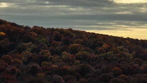 Densos-árboles-En-El-Bosque-En-El-Parque-Estatal-En-Un-Día-Nublado-En-Arkansas,-EE.UU.
